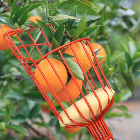 Raccoglitore di frutta 4 m con manico telescopico, Manico estendibile per raccogliere la frutta