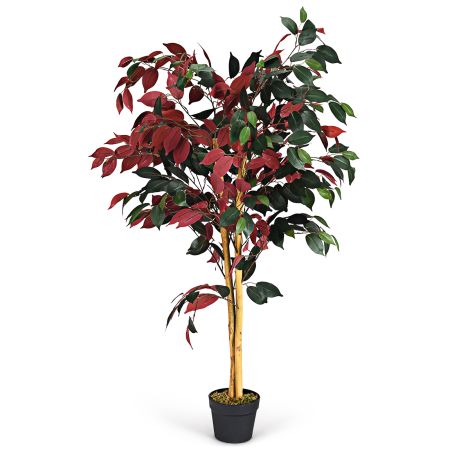 Pianta Verde e rosso